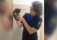 Полицейские спасли котенка Жорика в Приморье
