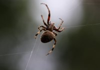 В Лондоне из-за пауков закрыли 4 школы