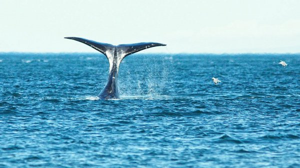 В последний раз кит-полосатик выбрасывался на берег Бельгии 21 год назад