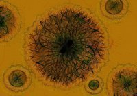 Хранилище с вирусами-мутантами обнаружили в США
