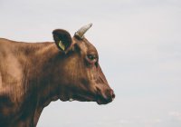 В Швейцарии обсудили вопрос о том, нужны ли рога коровам