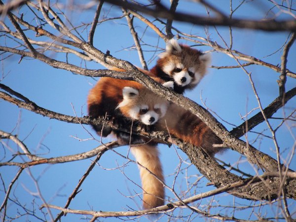 Красные панды сбежали из вольера в зоопарке в Сиэтле