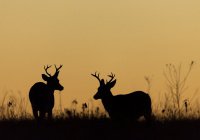 В США 100-летняя охотница убила 2 оленей одним выстрелом