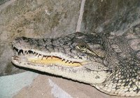 В Ростовской области в тюрьме поселился крокодил (ФОТО)