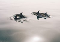 У Нормандских островов найден дельфин, убитый пластиком